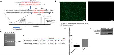 Transcriptomic Analysis of Short/Branched-Chain Acyl-Coenzyme a Dehydrogenase Knocked Out bMECs Revealed Its Regulatory Effect on Lipid Metabolism